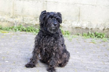tuğla duvar arka plan siyah schnauzer köpek portresi
