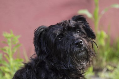 siyah schnauzer köpek arka plan duvar ile portresi