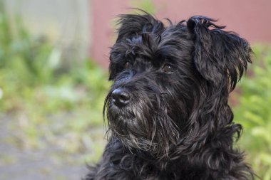 siyah schnauzer köpek arka plan duvar ile portresi