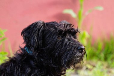 siyah schnauzer köpek arka plan duvar ile portresi