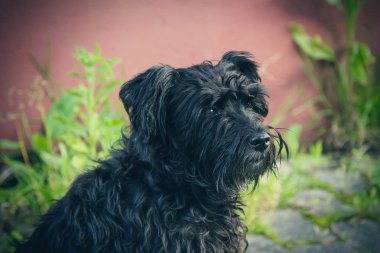 siyah schnauzer köpek arka plan duvar ile portresi