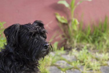 siyah schnauzer köpek arka plan duvar ile portresi