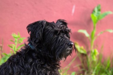 siyah schnauzer köpek arka plan duvar ile portresi