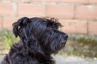 tuğla duvar arka plan siyah schnauzer köpek portresi