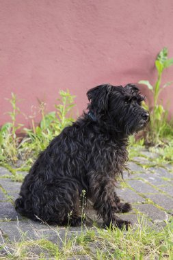 siyah schnauzer köpek arka plan duvar ile portresi