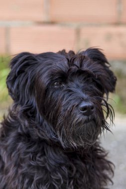 tuğla duvar arka plan siyah schnauzer köpek portresi