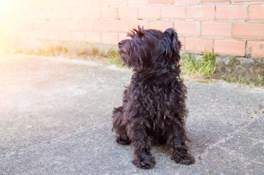 tuğla duvar arka plan siyah schnauzer köpek portresi