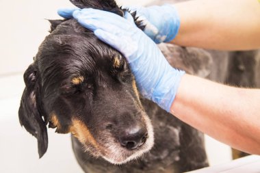 belgili tanımlık köpek köpek kuaförü içinde banyo
