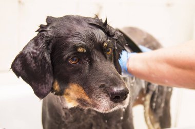 belgili tanımlık köpek köpek kuaförü içinde banyo