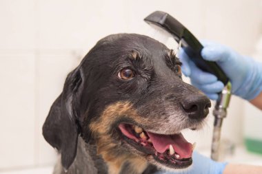 köpek küvette banyo