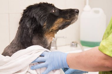 köpek köpek kuaförü, havlu ile kurutma