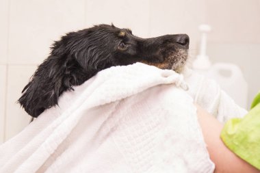 köpek köpek kuaförü, havlu ile kurutma