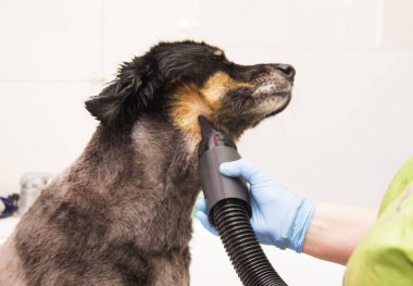 onun saç kurutma köpekler Kuaför köpek