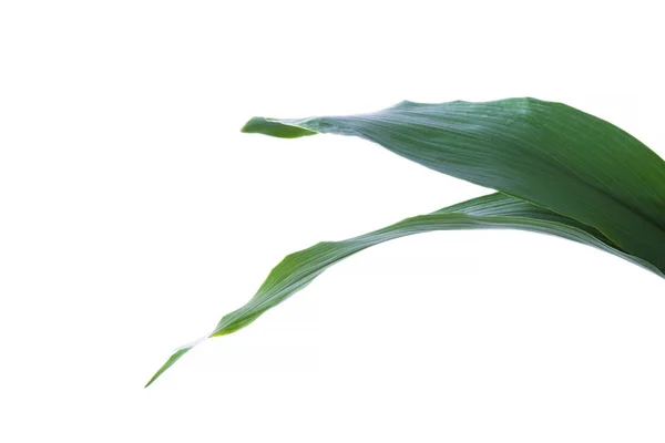 Tropical Palm Tree Green Leaf Isolated — Stock Photo, Image