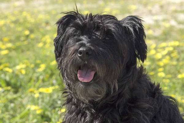 Schwarzer Schnauzer Hund Garten Mit Gänseblümchen — Stockfoto