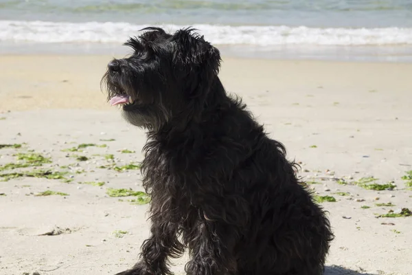 Preto Schnauzer Cão Praia — Fotografia de Stock