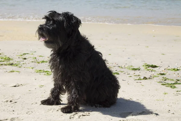 Czarny Sznaucer Pies Plaży — Zdjęcie stockowe