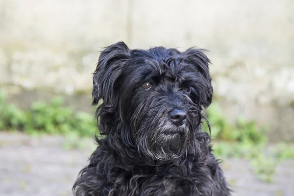 Porträt Eines Schwarzen Schnauzerhundes Mit Ziegelwand Hintergrund — Stockfoto