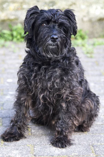 Портрет Чорної Собаки Шнауцера Цегляним Стіновим Фоном — стокове фото
