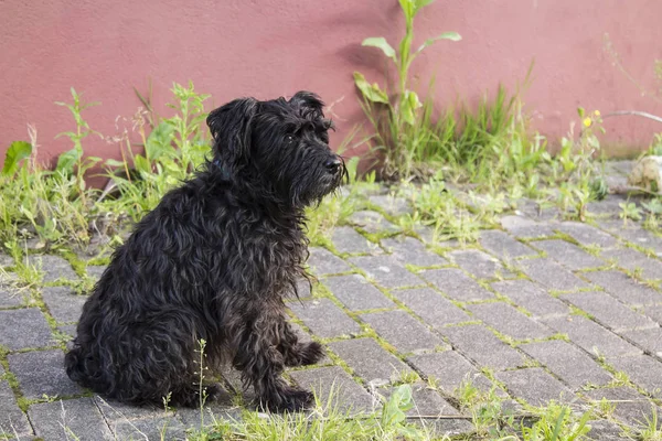 Porträt Eines Schwarzen Schnauzerhundes Mit Hintergrundwand — Stockfoto