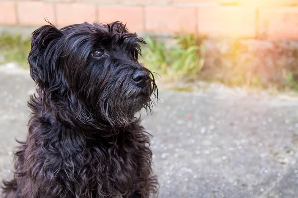 Retrato Perro Schnauzer Negro Con Fondo Pared Ladrillo — Foto de Stock