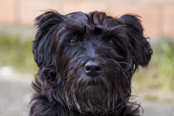 Retrato Perro Schnauzer Negro Con Fondo Pared Ladrillo — Foto de Stock