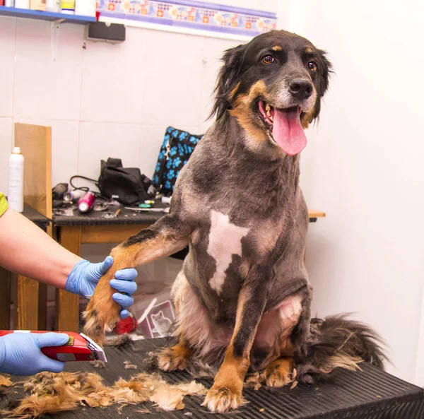 cutting the hair of the dog at the dog hairdresser