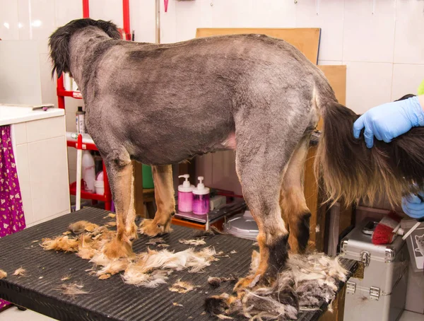 cutting the hair of the dog at the dog hairdresser