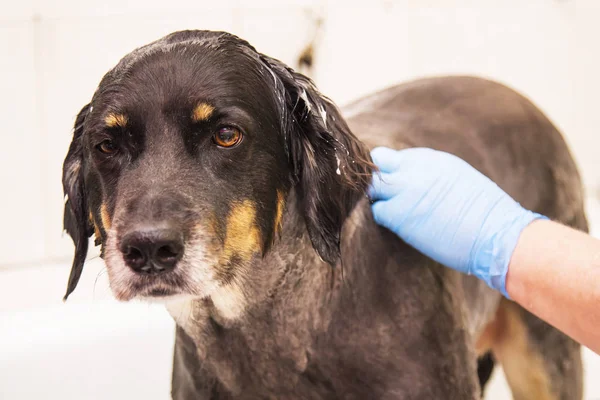 Bañar Perro Peluquería Del Perro — Foto de Stock