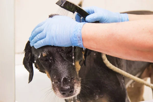 bathing the dog in the dog hairdresser