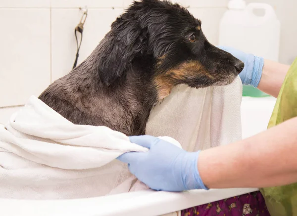 drying the dog with the towel at the dog hairdresser