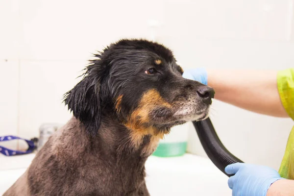 dog in the dogs hairdresser drying his hair