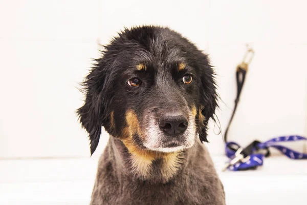 Berner Schapen Hond Portret — Stockfoto