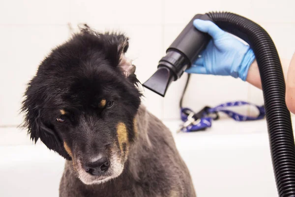 dog in the dogs hairdresser drying his hair