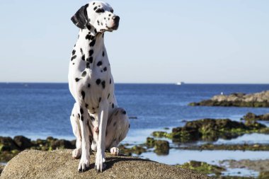 denize bakarak kayaların üzerinde oturan köpek