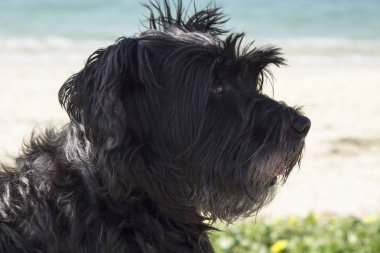 Sahilde oturan köpek portresi