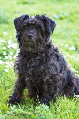 köpek papatyalar alanında portresi