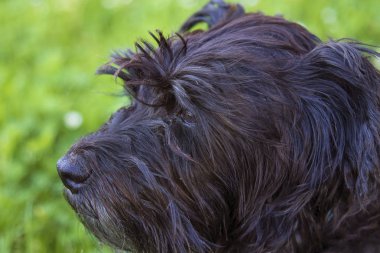 köpek papatyalar alanında portresi