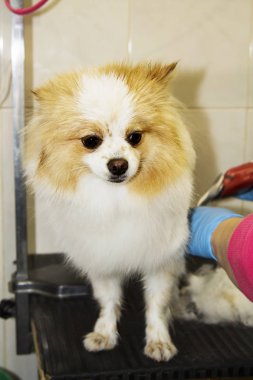 Çivi çiviyi söker Köpek Kuaförü kesme