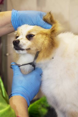 Çivi çiviyi söker Köpek Kuaförü kesme