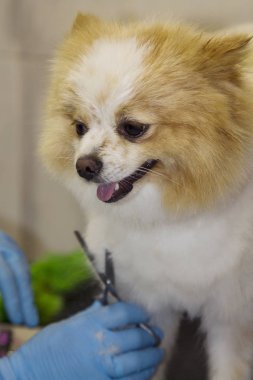 Çivi çiviyi söker Köpek Kuaförü kesme