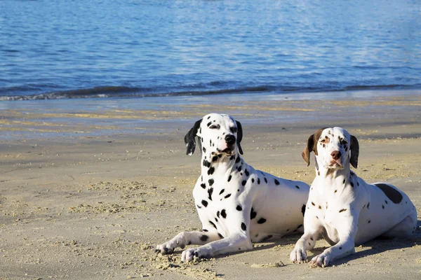 Casal Cães Dálmatas Praia — Fotografia de Stock