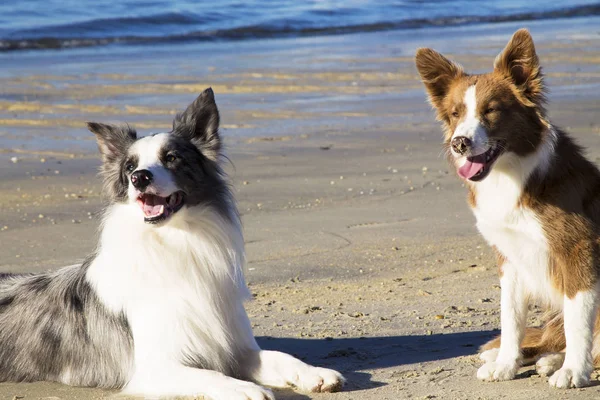 Fronteira Collie Cães Casal Praia — Fotografia de Stock