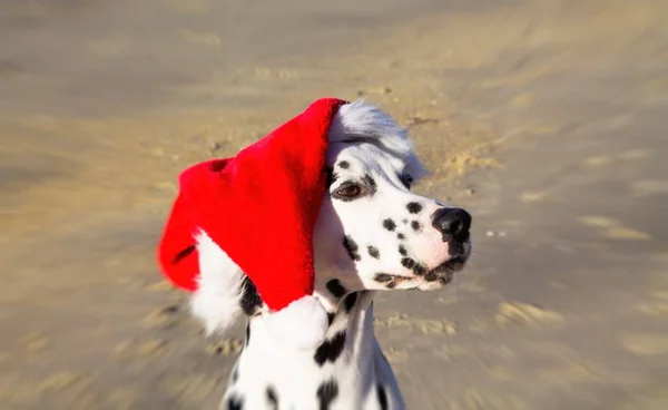 Porträtt Dalmatiska Hund Med Jultomten Hatt God Jul — Stockfoto