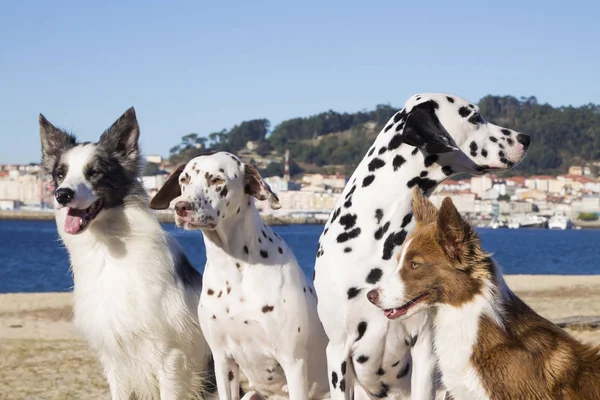 Retrato Cães Dálmatas Collies Fronteira — Fotografia de Stock