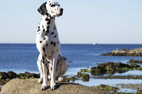 Hund Sitzt Auf Den Felsen Und Blickt Auf Das Meer — Stockfoto