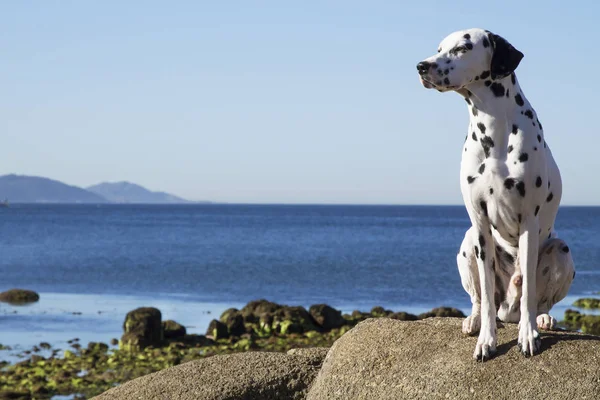 Cão Sentado Nas Rochas Olhando Para Mar — Fotografia de Stock
