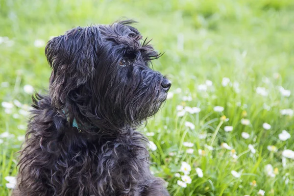 Ritratto Cane Nel Campo Delle Margherite — Foto Stock