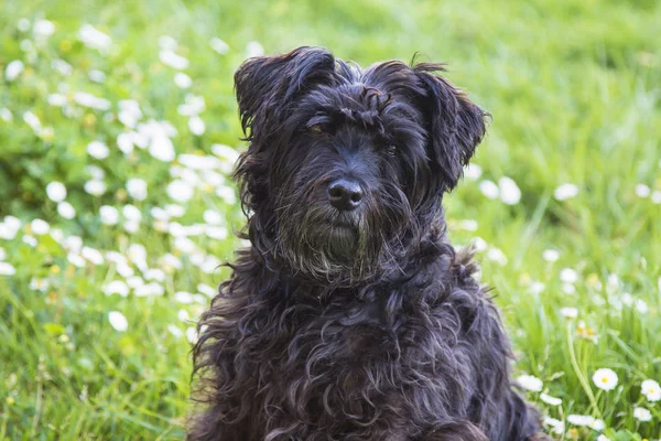 Retrato Perro Campo Las Margaritas — Foto de Stock