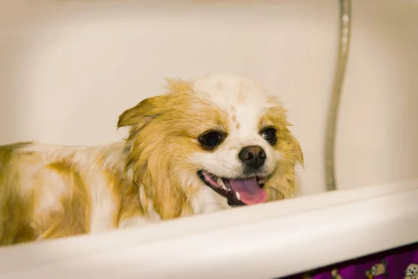 犬の美容院でスピッツを入浴 — ストック写真
